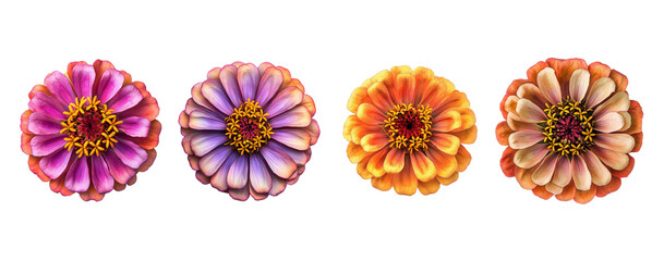 Zinnia flowers, close up, isolated in white background