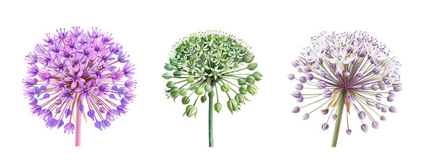 Allium flowers in different colors, close up, isolated in white background