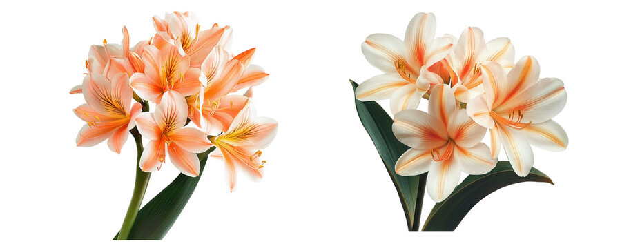Clivia flowers, close up, isolated in white background