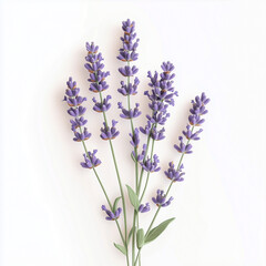 Naklejka premium Lavender sprigs delicate and fragrant, standing tall in a garden, adding vibrant color and calming fragrance 