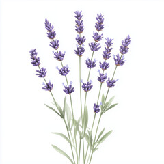 Obraz premium Lavender sprigs delicate and fragrant, standing tall in the breeze, offering soothing aromas and beautiful violet hues 