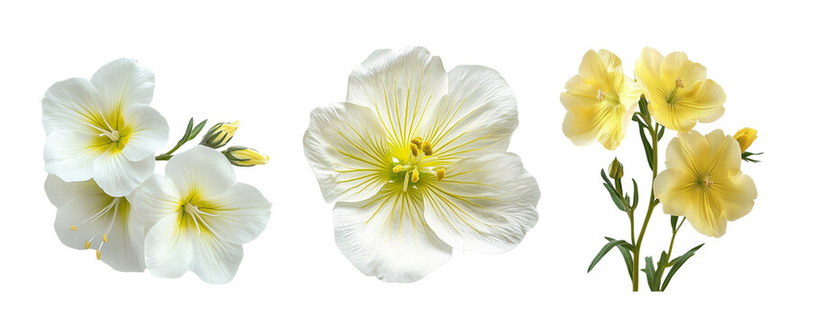 Evening primrose flowers, close up, isolated in white background