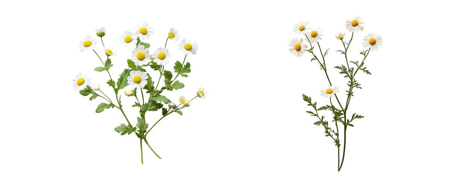 Clusters of feverfew flowers, close up, isolated in white background