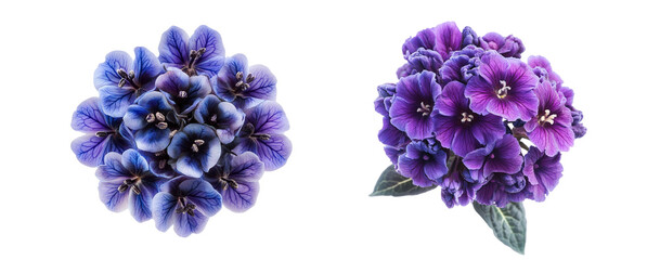 Heliotrope flowers collection, close up, isolated on white background