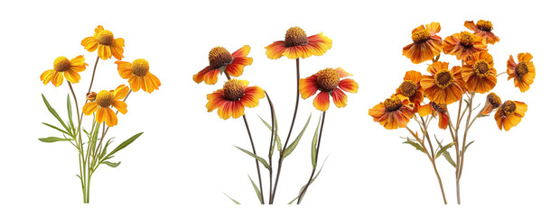 Clusters of blooming helenium flowers, transparent background