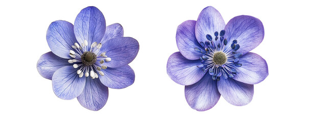 Hepatica flowers collection, close up, isolated on white background