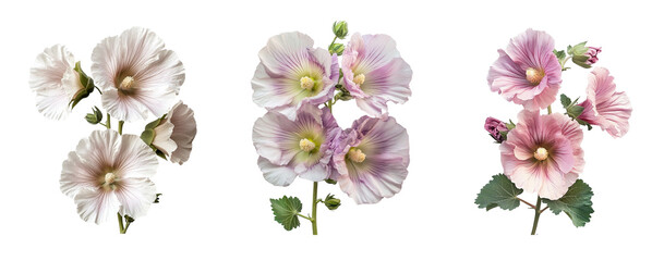 Clusters of hollyhock flowers close up, transparent background