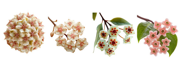 Hoya flowers collection, close up, isolated on white background