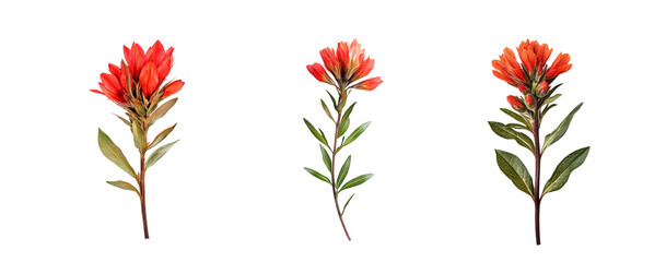 Indian paintbrush flowers collection, close up, isolated on white background