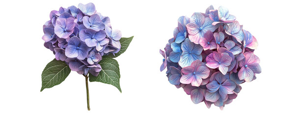 Close up of hydrangea flowers, isolated in white background