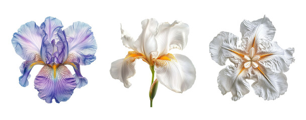 Iris flowers collection, close up, isolated on white background
