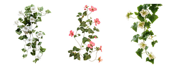 Ivy flowers collection, full shot, isolated on white background