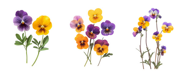 Johnny jump up flowers collection, close up, isolated on white background