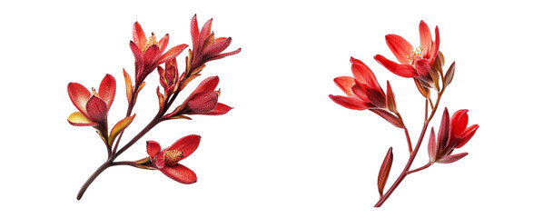 Kangaroo paw flowers collection, close up, isolated on white background