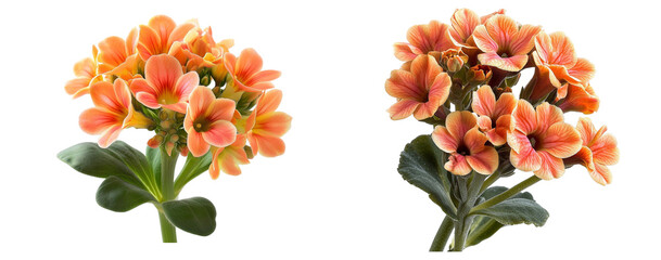 Kalanchoe flowers collection, close up, isolated on white background