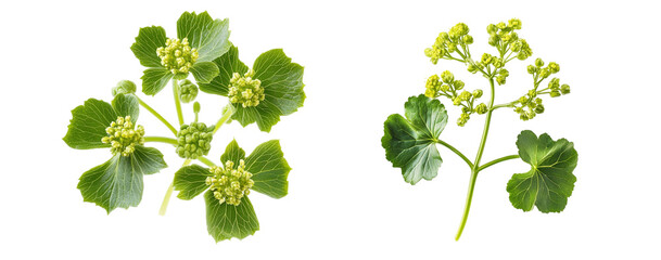 Lady's Mantle flowers collection, close up, isolated on white background