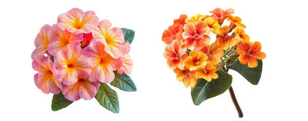 Close up of  Lantana flowers,  isolated on white background