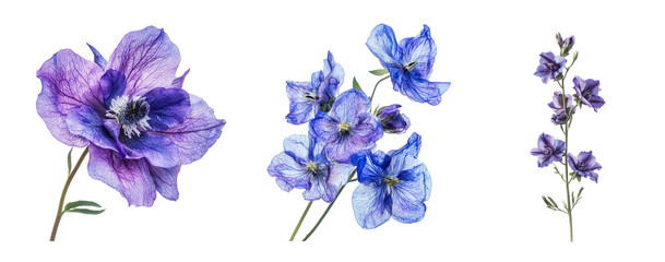 Larkspur flowers collection, close up, isolated on white background