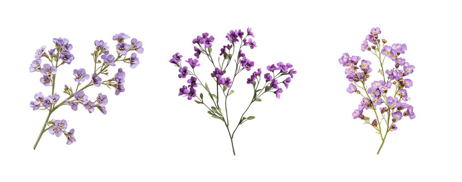 Clusters of limonium flowers, close up, isolated in white background