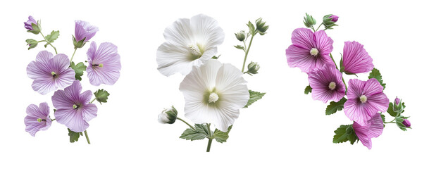 Mallow flowers, close up, isolated in white background
