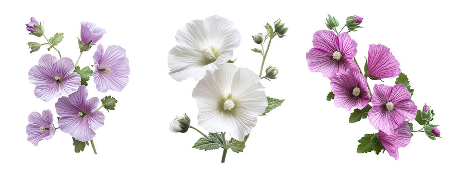 Mallow flowers, close up, isolated in white background
