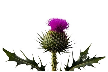 thistle isolated on transparent background