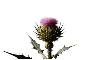 thistle isolated on transparent background