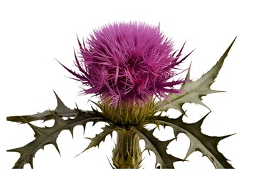 thistle isolated on transparent background