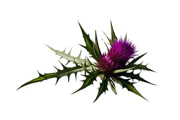 Obraz premium thistle isolated on transparent background