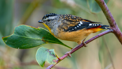 Spotted Pardalote