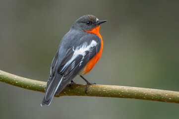 Flame Robin
