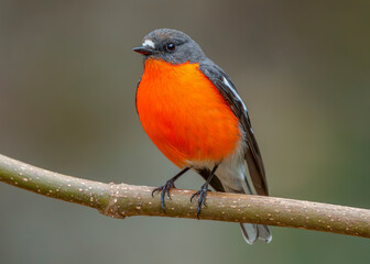 Flame Robin