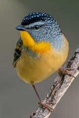 Spotted Pardalote