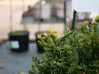 薬用植物園で栽培されているイチイ科イチイ属の植物