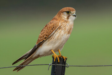 Nankeen Kestrel