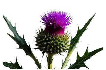 thistle isolated on transparent background
