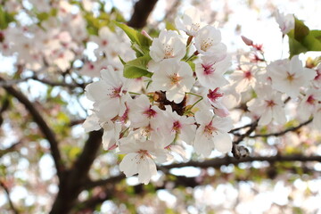 美しい日本の桜、和の象徴