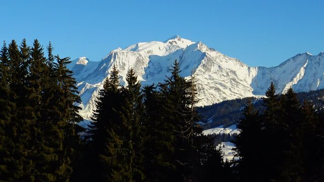 Dark fir trees in Mont Blanc at dusk in Europe, France, Rhone Alpes, Savoie, Alps, in winter, on a sunny day.&nbsp;