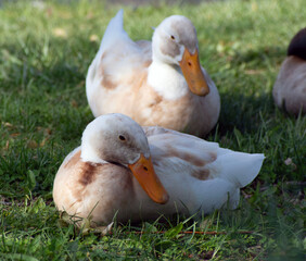 Two white and brown ducks on grass.