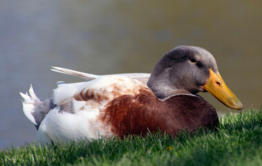 Portrait of a brown duck.