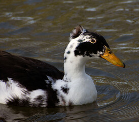 A black and white duck on the water.