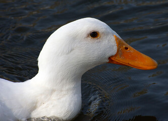 White duck on the water.
