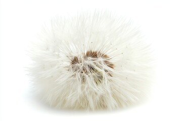 Beautiful fluffy dandelion flower on white background