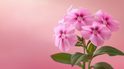 Fototapeta premium Vibrant pink flower blossom with lush green leaves on matching pink backdrop pink