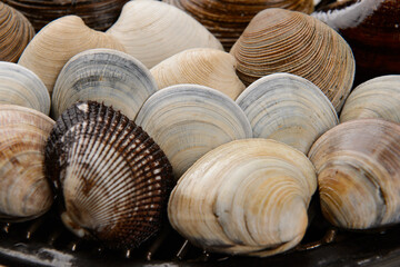 Assorted shellfish for grilling
