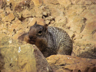 Large Squirrel Sitting On The Rock Of Cave