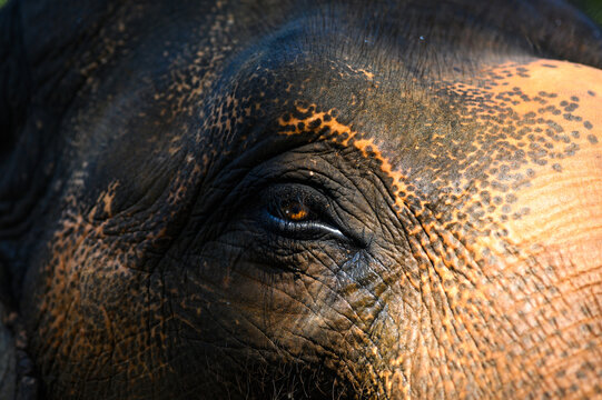 close-up of an elephant’s eye and wrinkled skin with natural light highlighting the texture and patterns on its face

 - Powered by Adobe