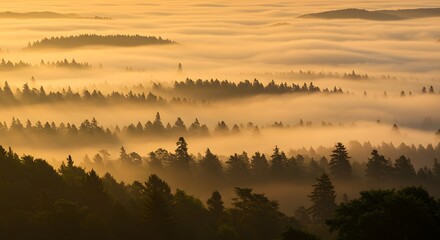 Misty Sunrise Forest Hills.