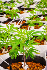 Row of marijuana plants are growing in black plastic containers