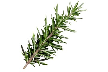 Fototapeta premium rosemary isolated on transparent background